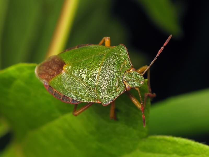 Palomena prasina (Linnaeus, 1761)